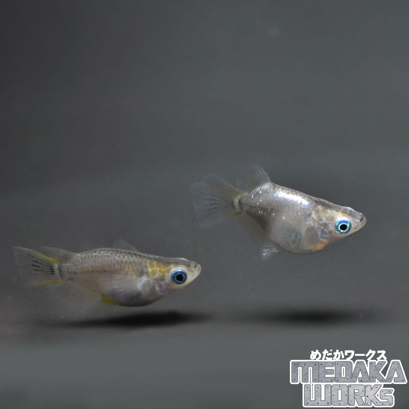 MIXダルマメダカ