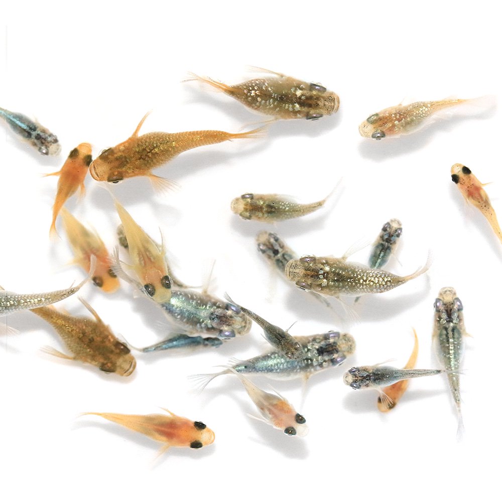 MIX半ダルマメダカ