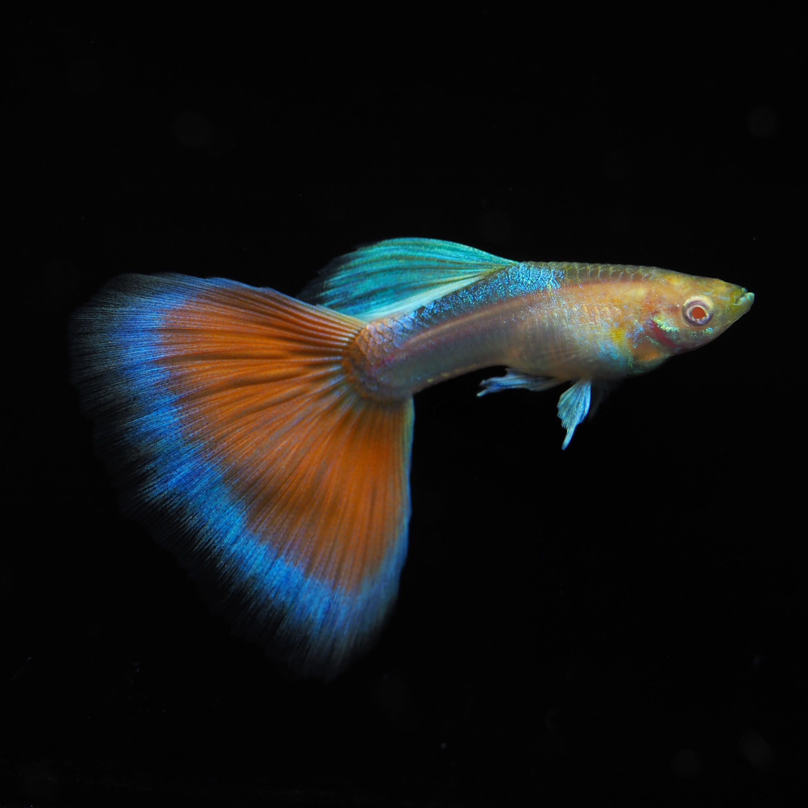 RREAアクアマリンレッドテール(パンジー)