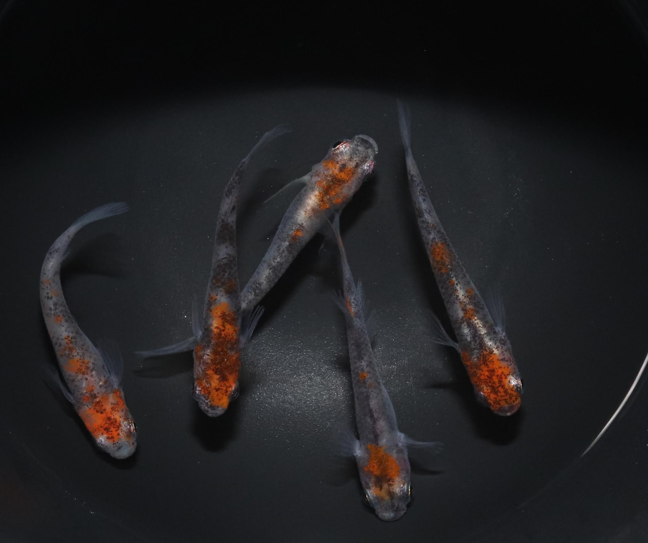 あけぼのメダカ(非透明鱗三色)