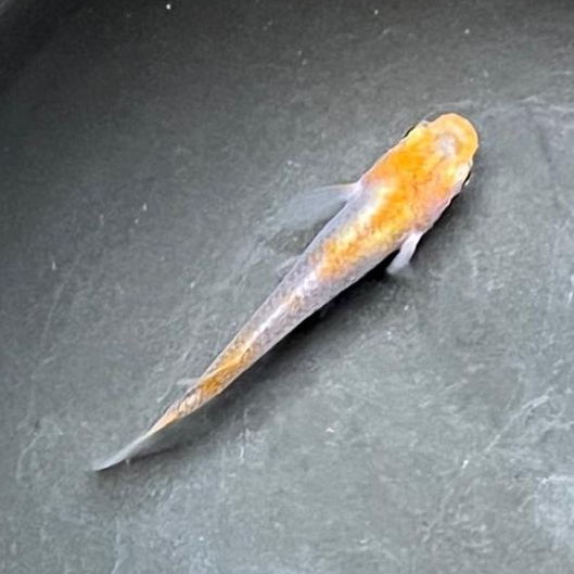 いろは三色メダカ