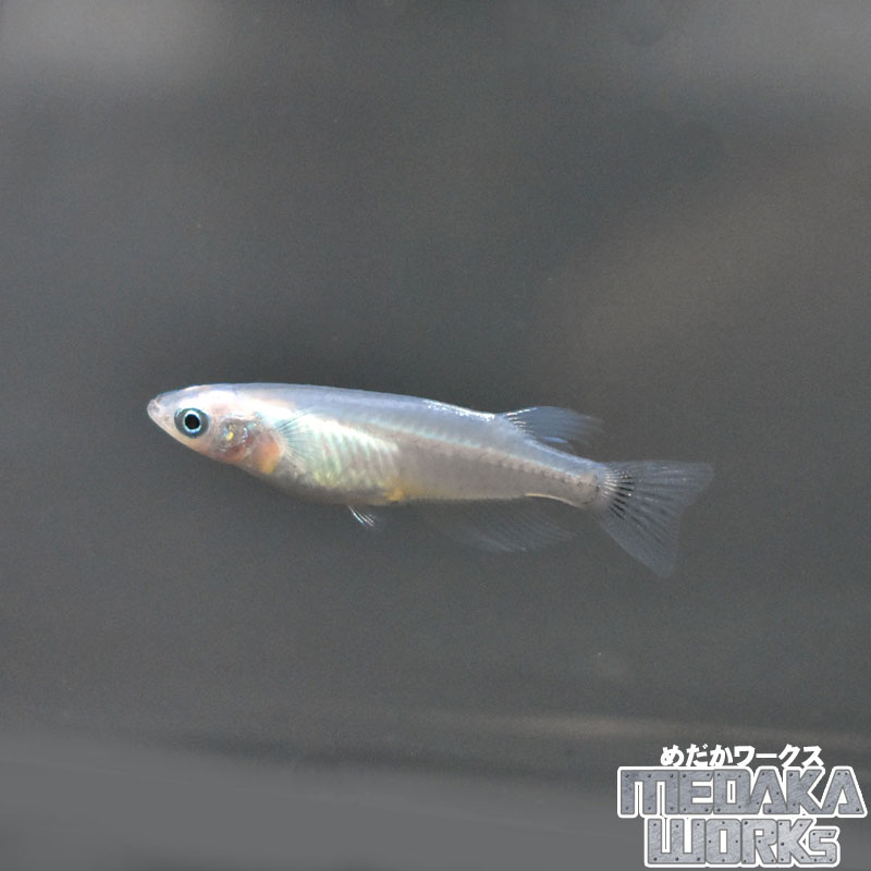 しずくメダカ(群青×深海×マリンブルー)