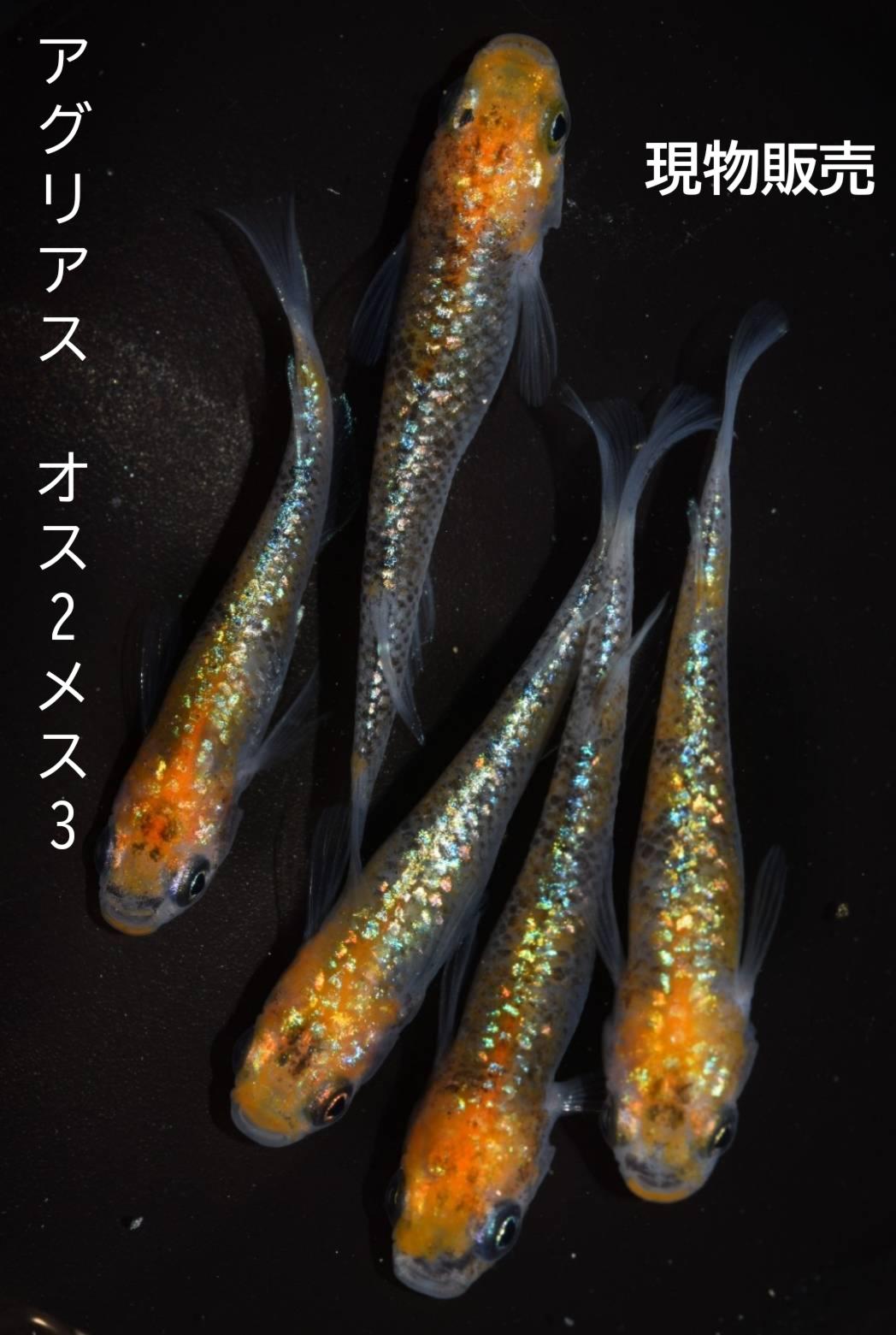 アグリアスメダカ