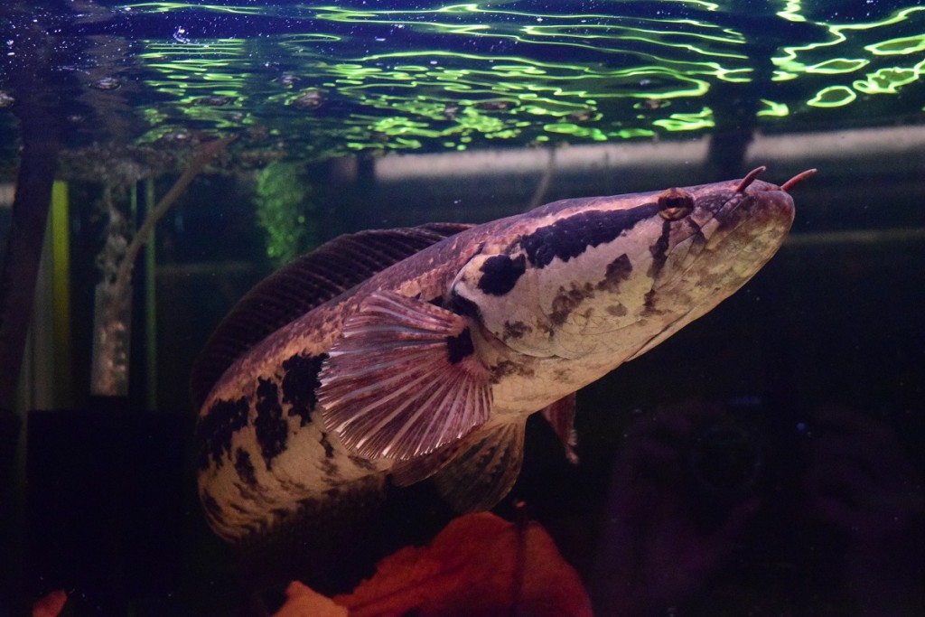 アフリカンスネークヘッド