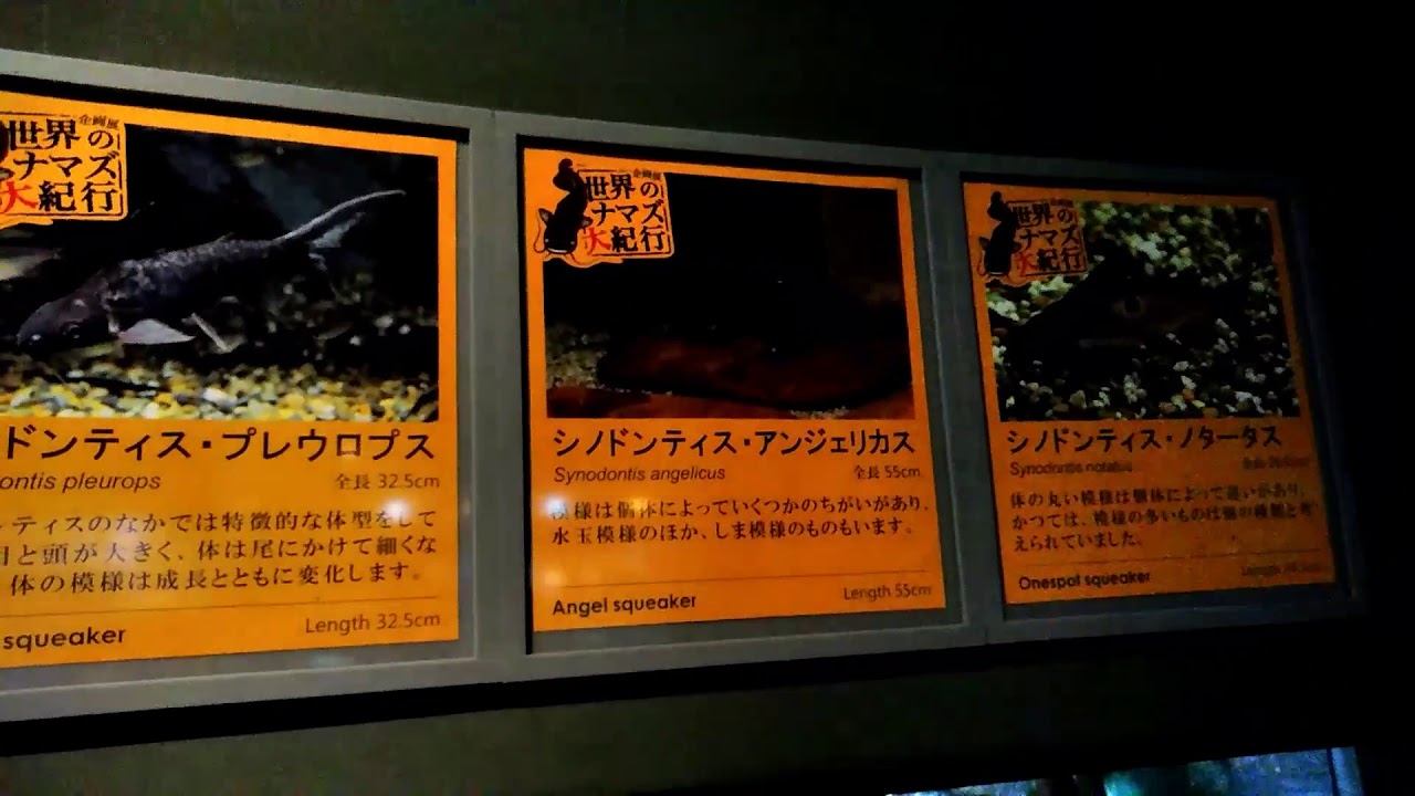 アフリカンムーンテトラ