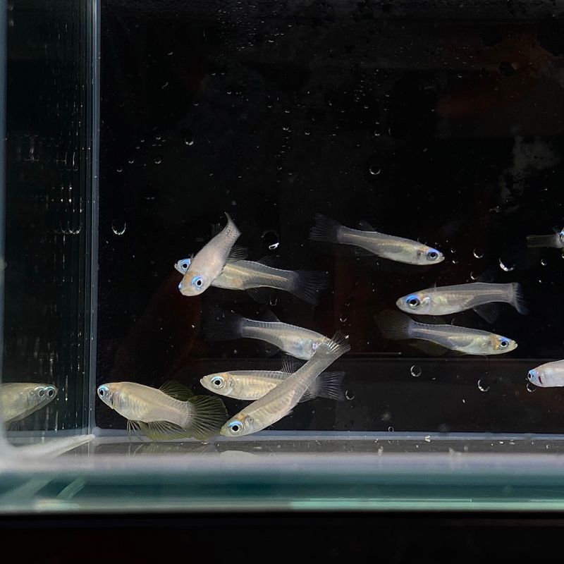 アフリカンランプアイ