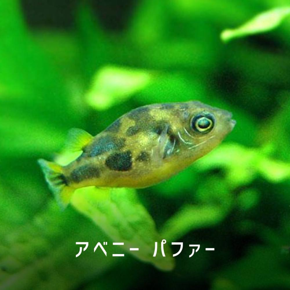 アベニーパファー