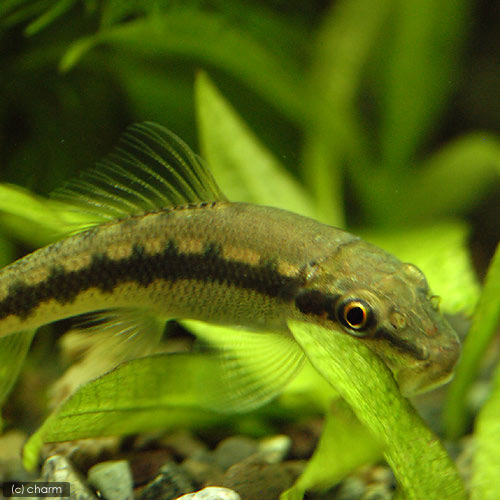 アルジーイーター