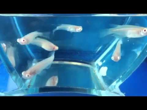 アルビノ24アンナメダカ