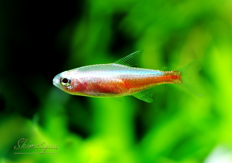 アルビノカージナルテトラ