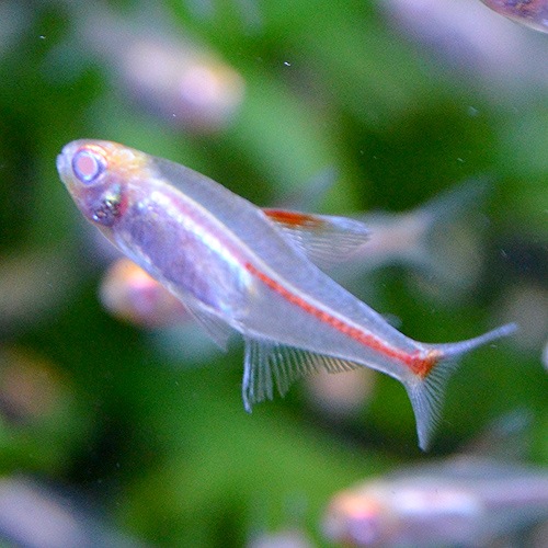 アルビノグローライトテトラ