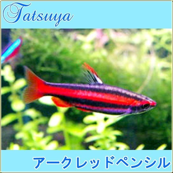 アークレッドペンシル