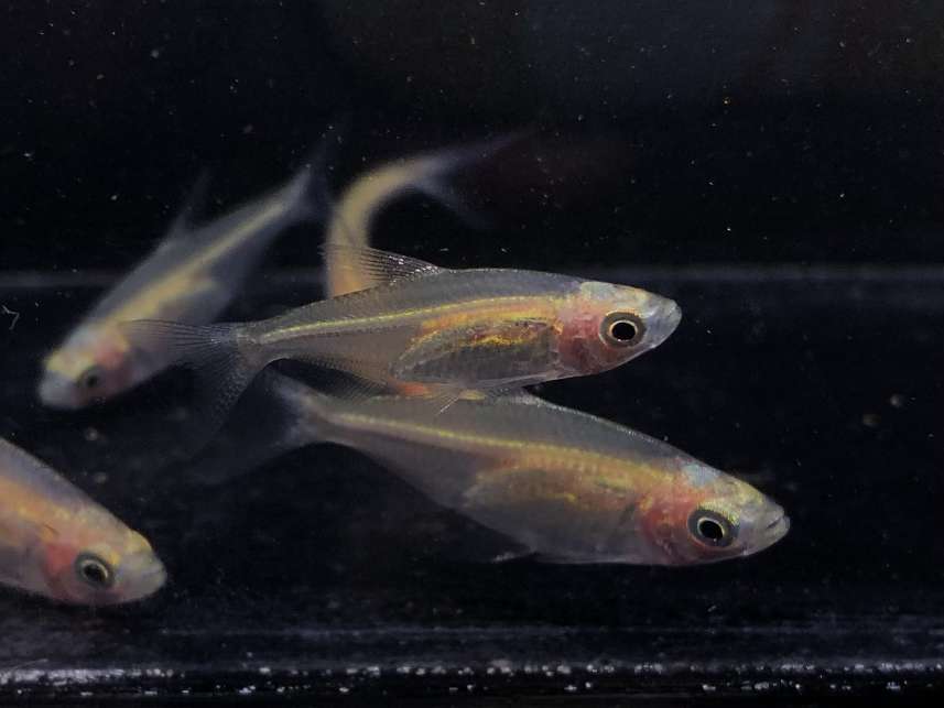 イエローコンゴテトラ