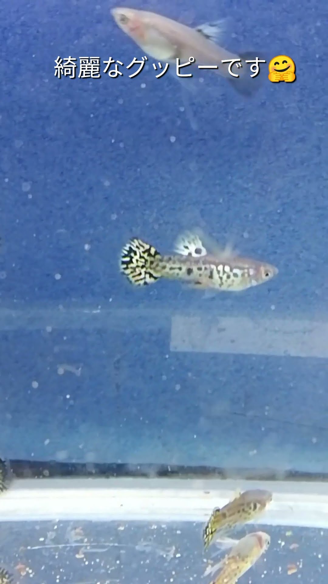 イエロータイガーキングコブラグッピー