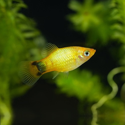 イエローミッキーマウスプラティ