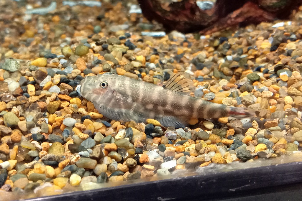 インペリアルレッドヒルストリームローチ