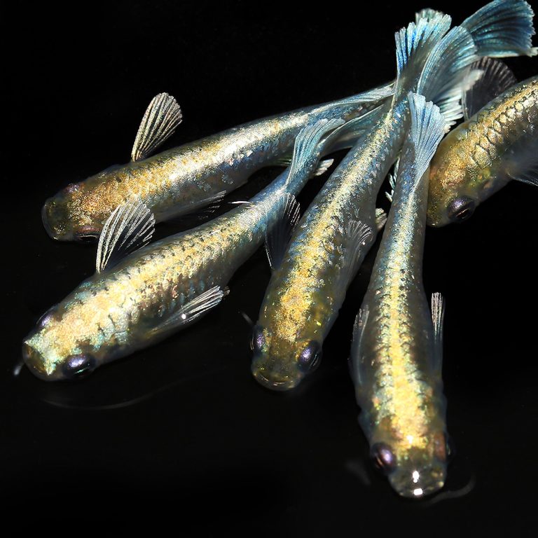 エメキンメダカ(マリアージュキッシングエメラルドフィン)