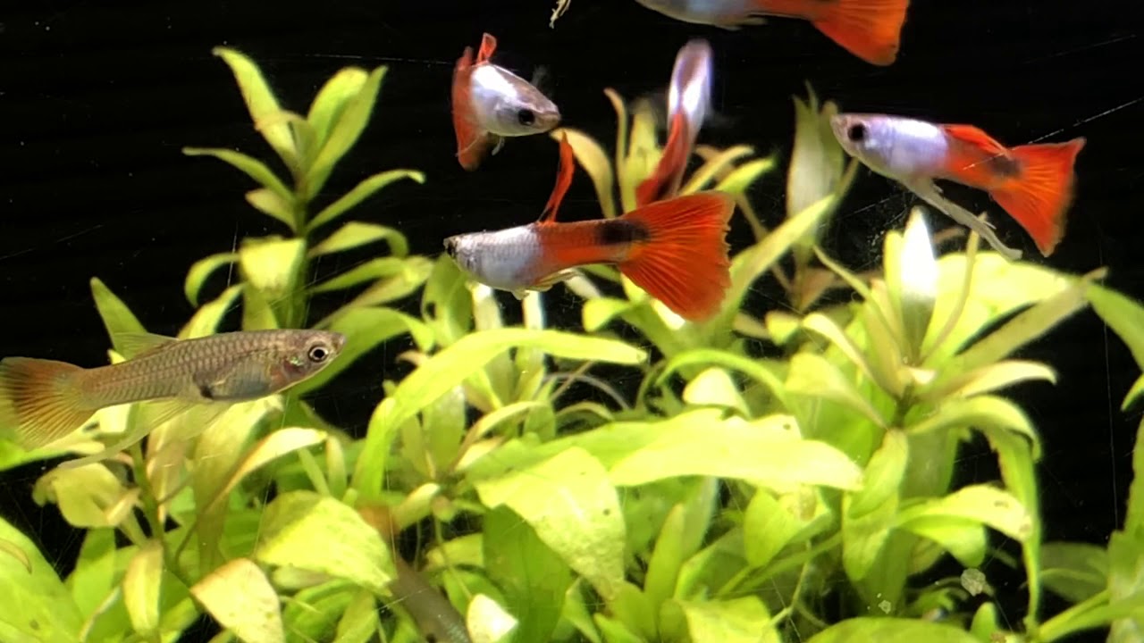 エルシルバラドRグラスグッピー