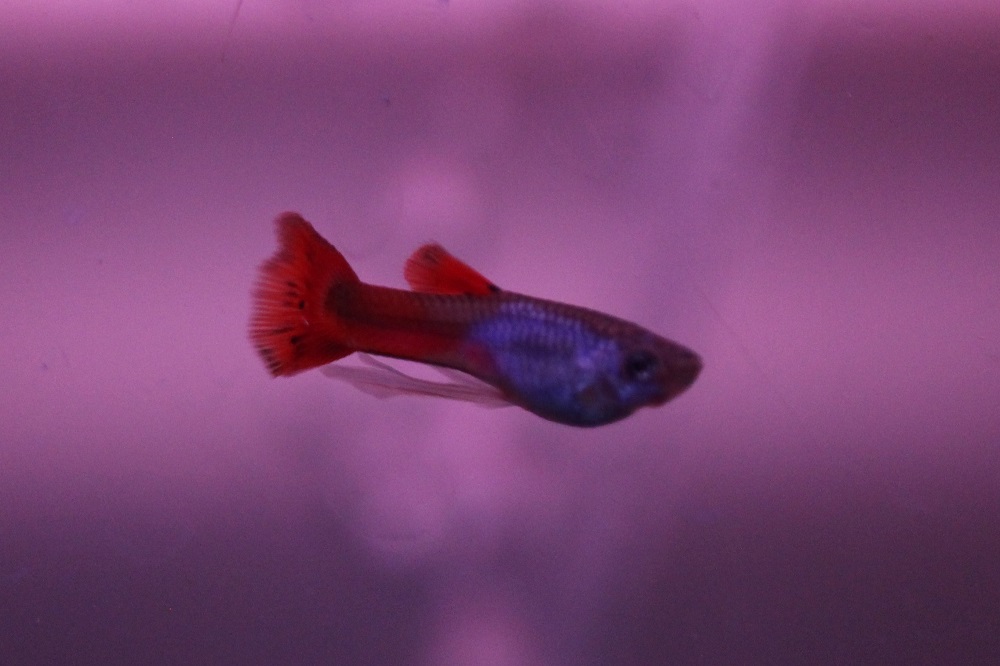 エルシルバラドレッドテールグッピー