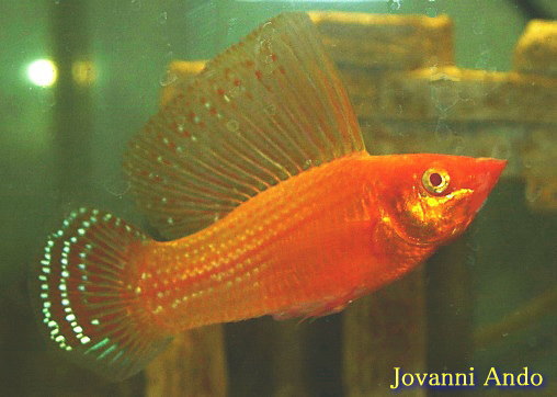 オレンジネオンセルフィンモーリー