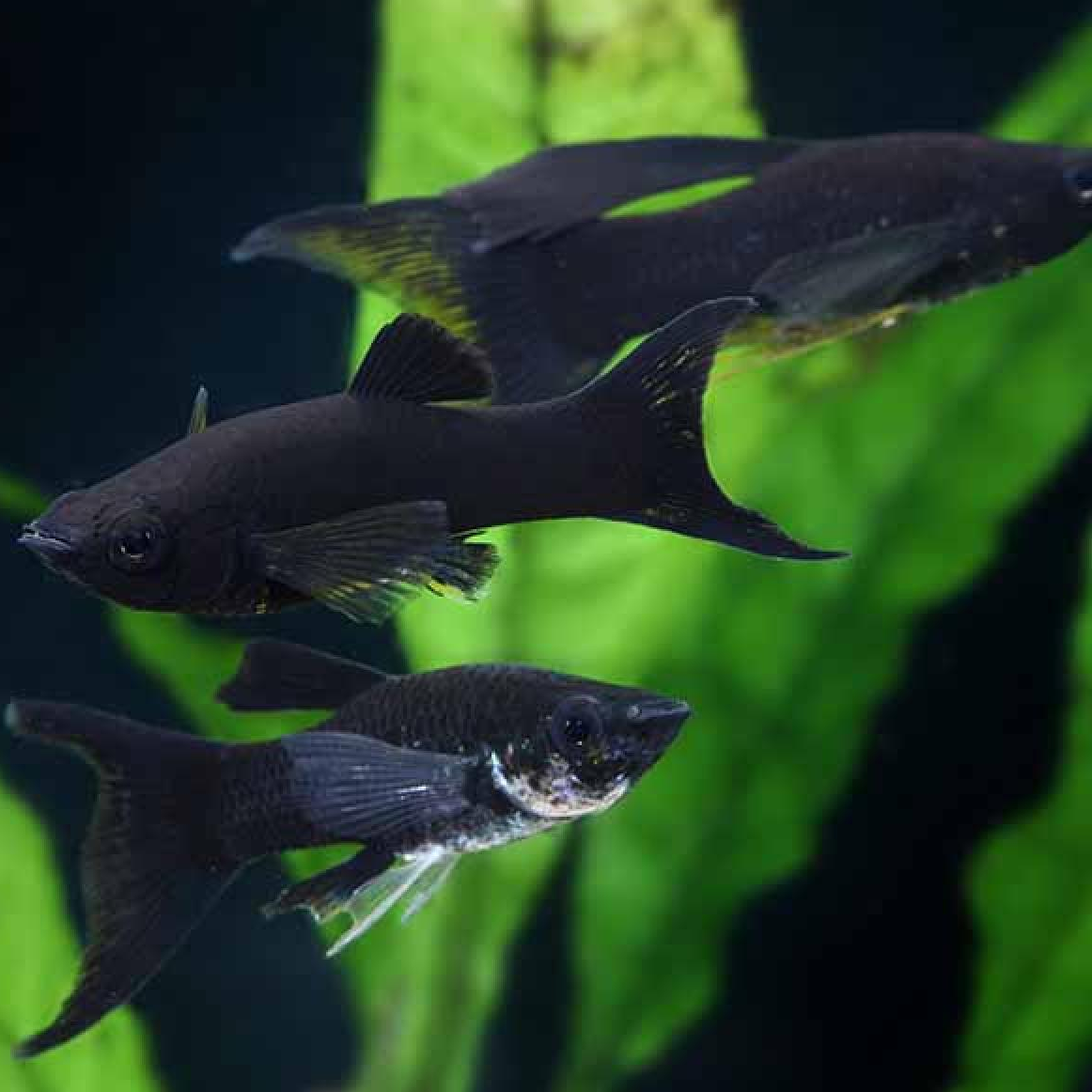 オレンジネオンライヤーモーリー