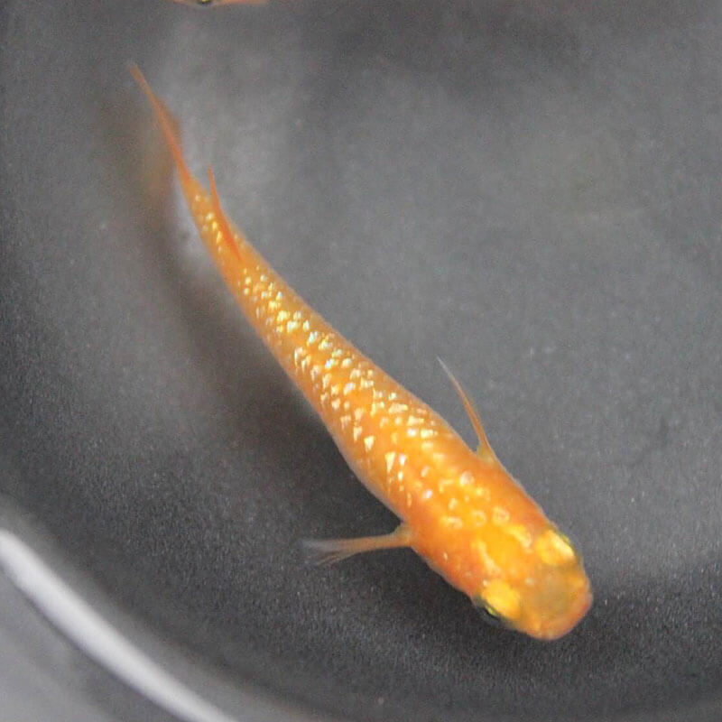 オレンジラメメダカ