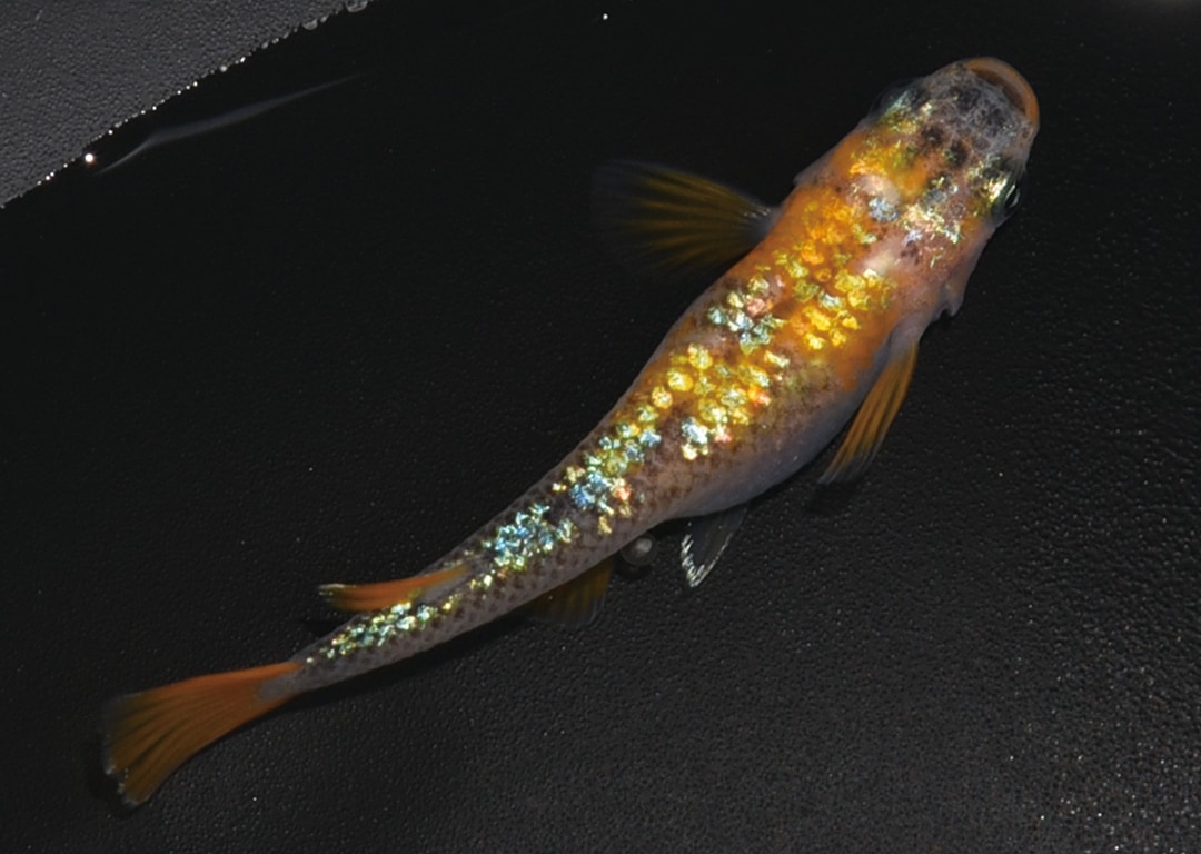 オーロララメサファイアメダカ