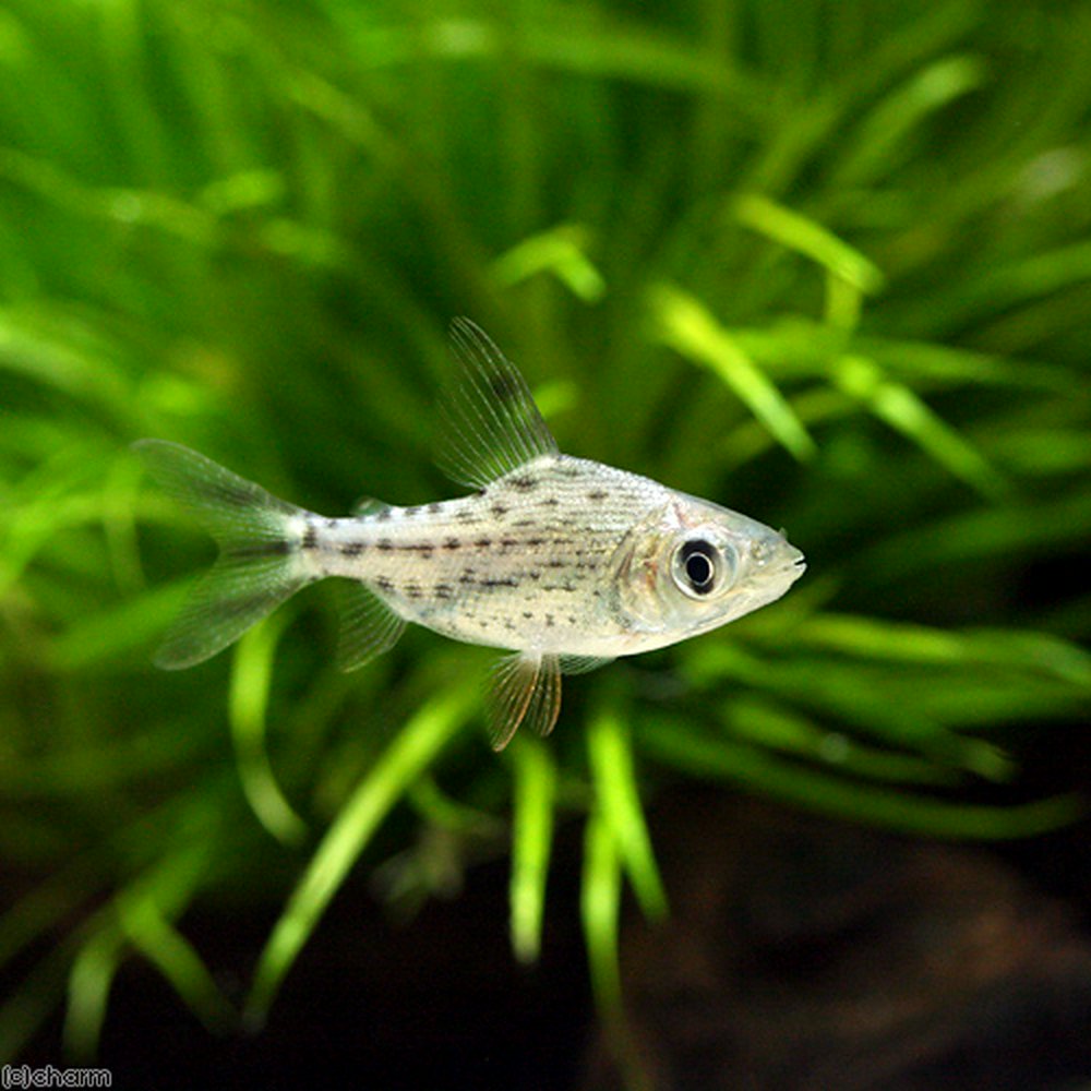 カラープロキロダス