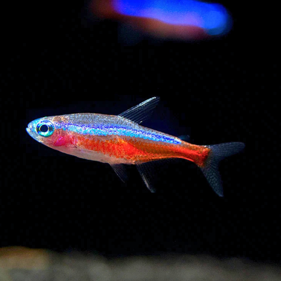 カージナルテトラ