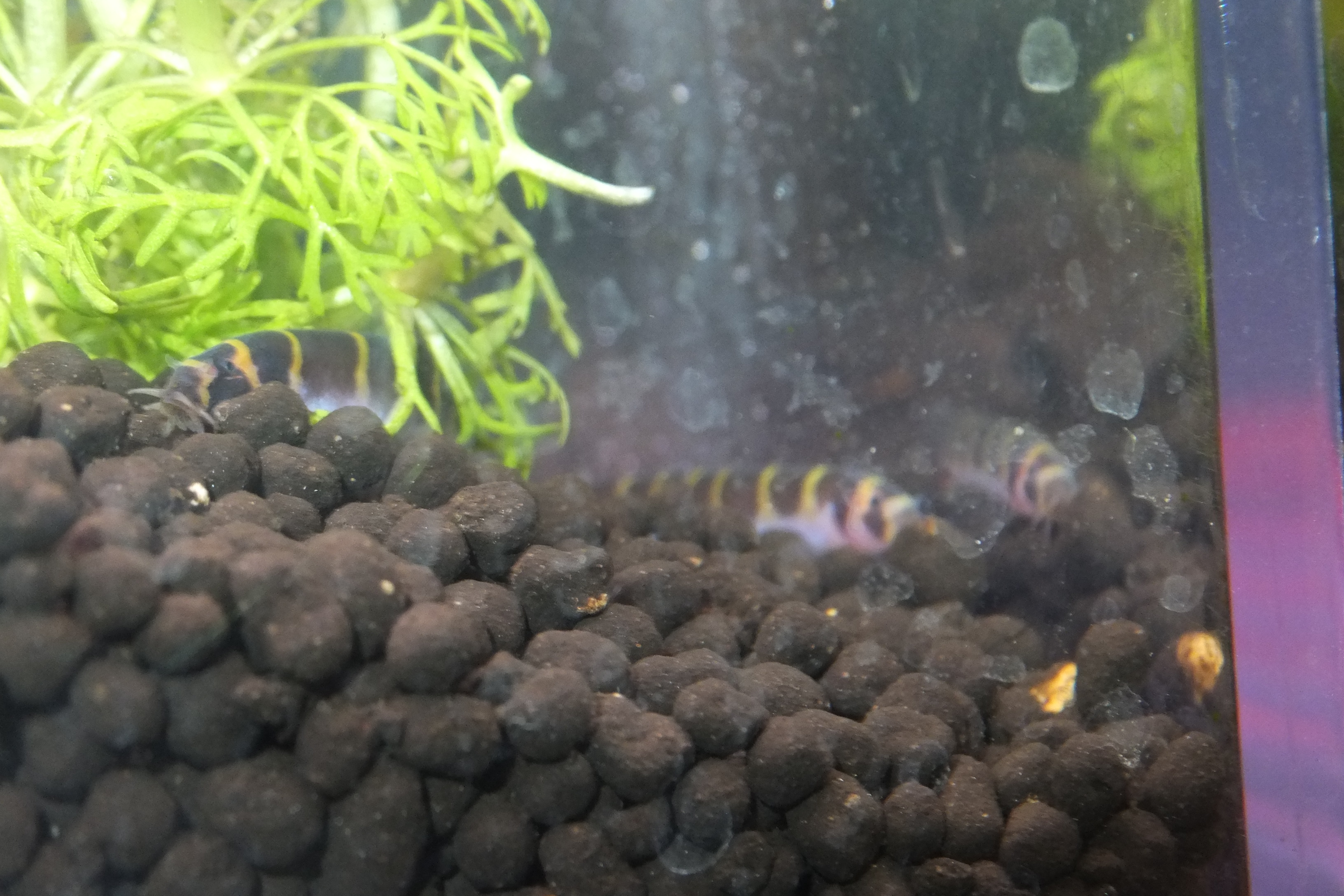 ギュンテリーローチ