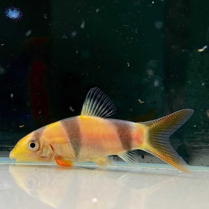 クラウンローチ