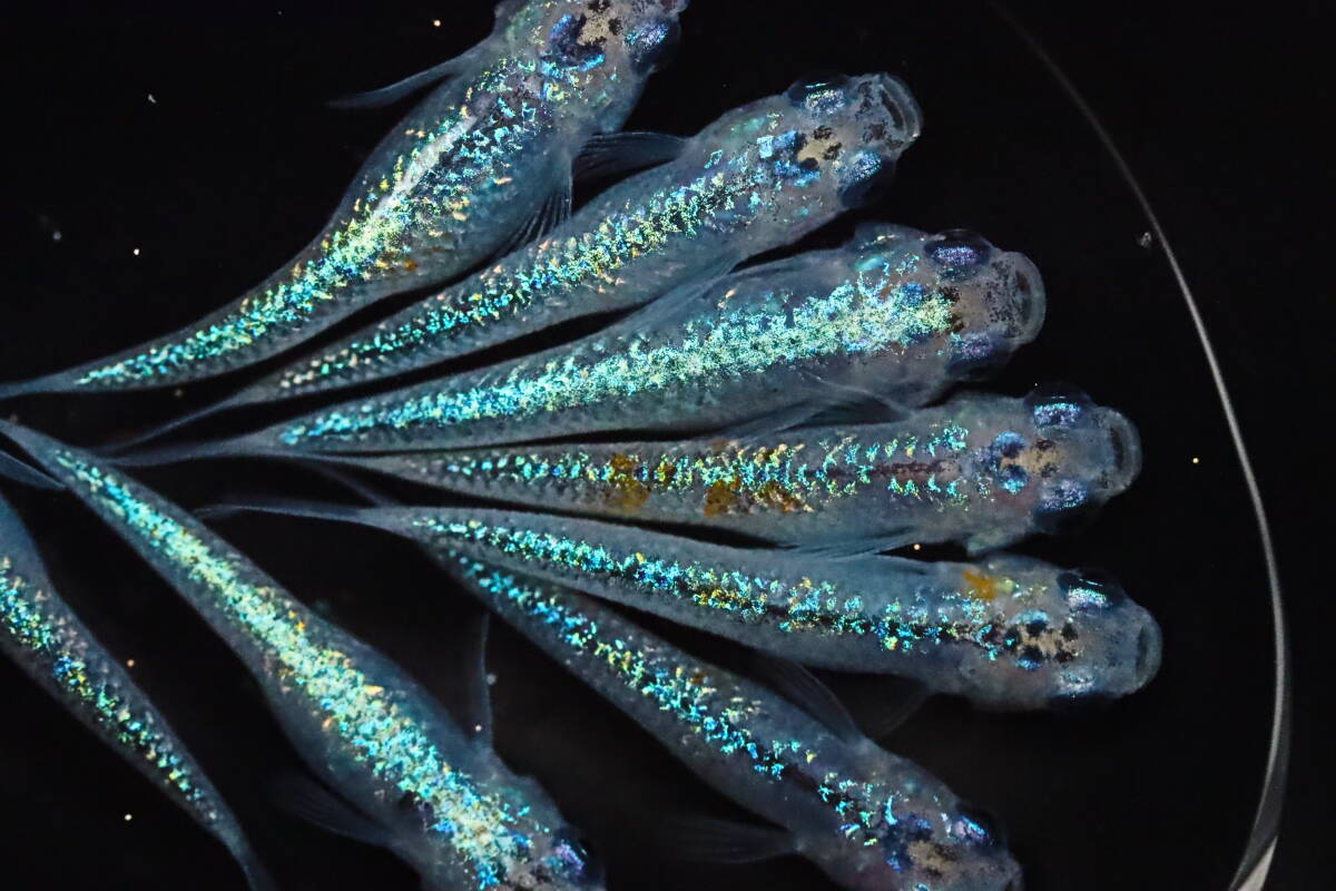 クラースメダカ