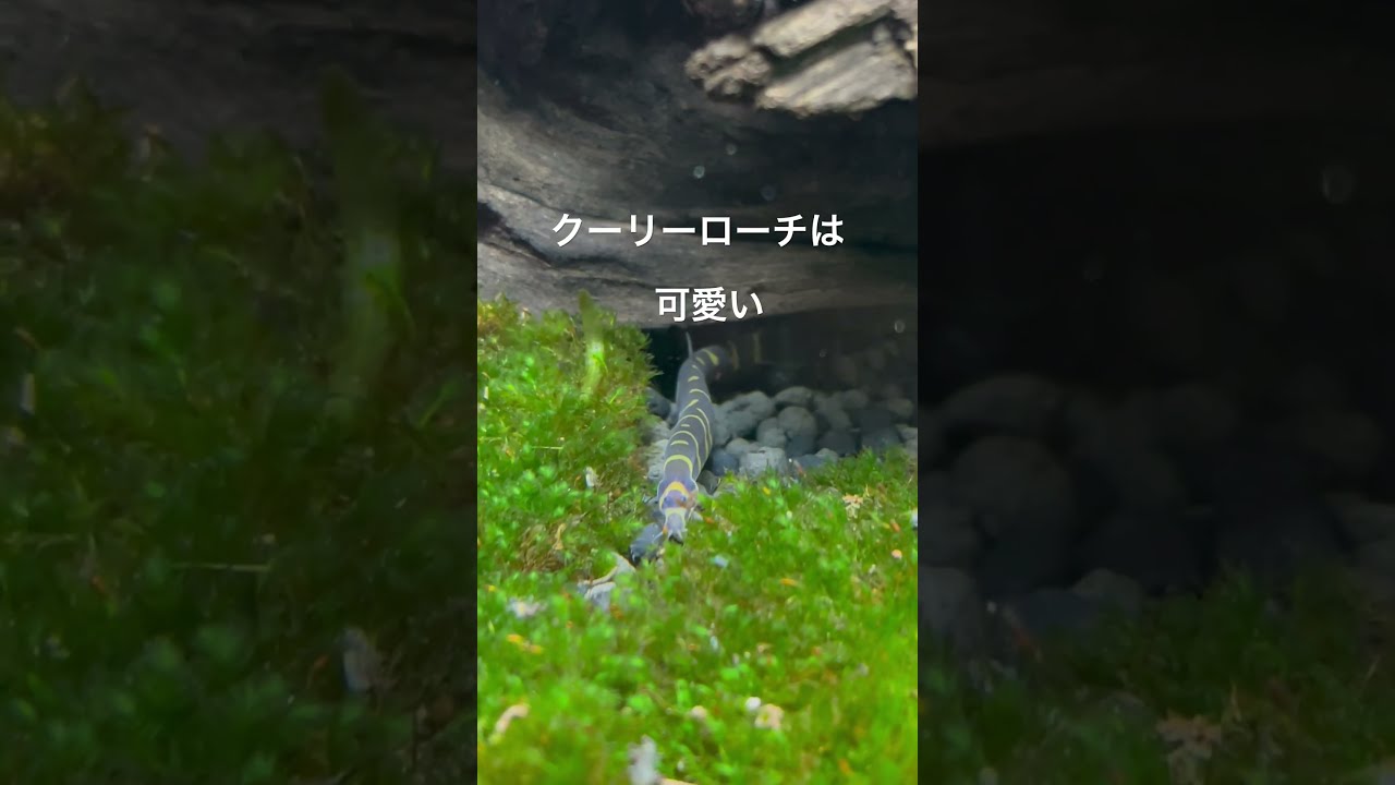 クーリーローチ