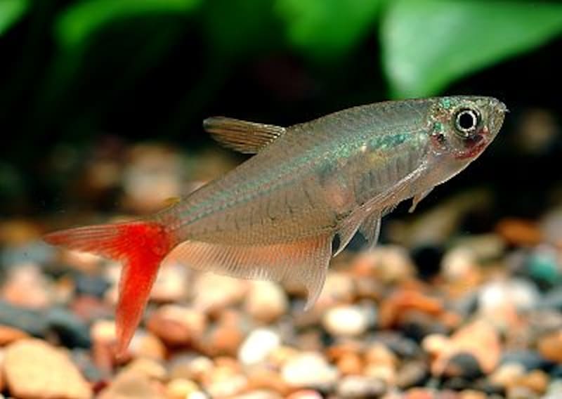 グラスブラッドフィン