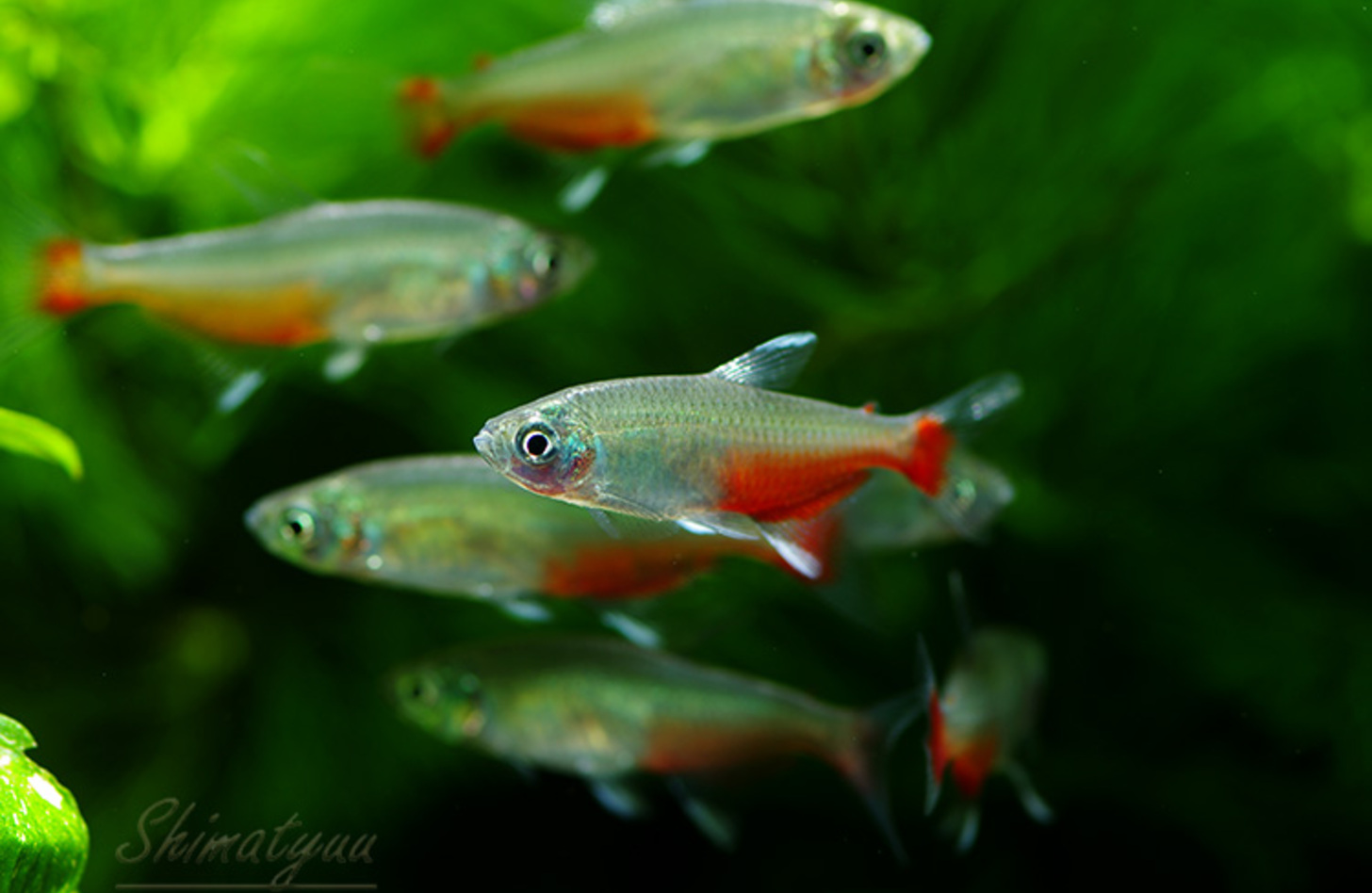 グリーンファイヤー