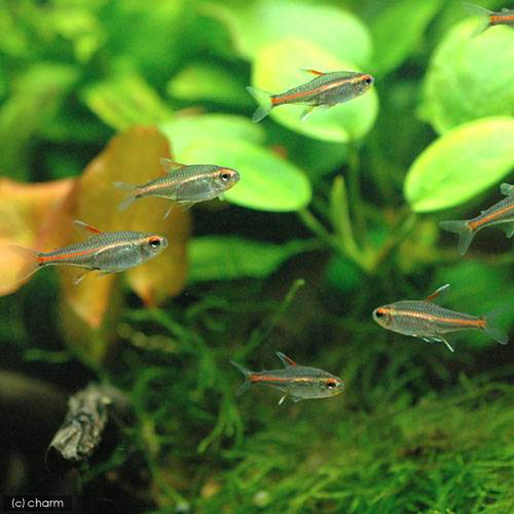 グローライトテトラ