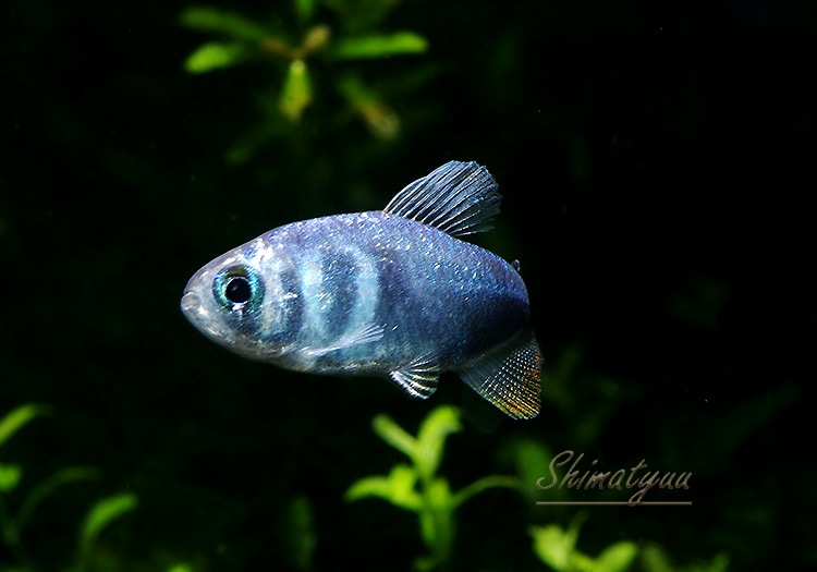 コバルトグリエミィテトラ