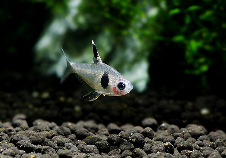 コーヒービーンテトラ