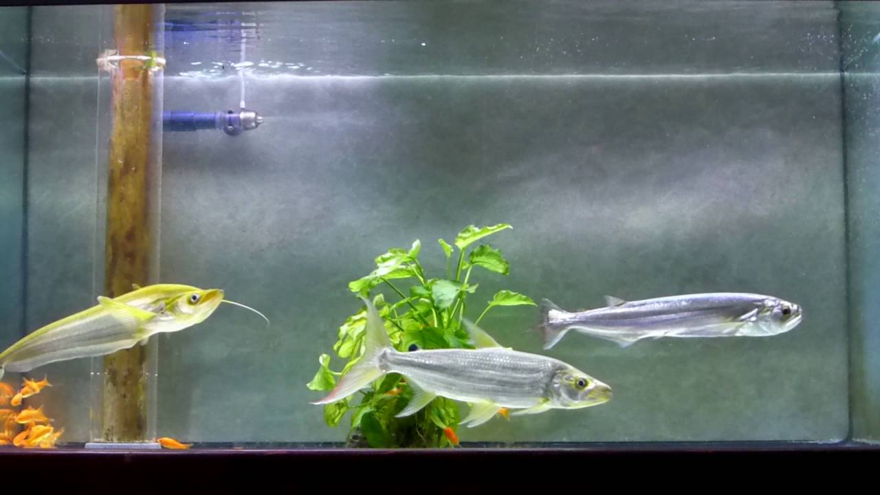 ゴリアテタイガーフィッシュ