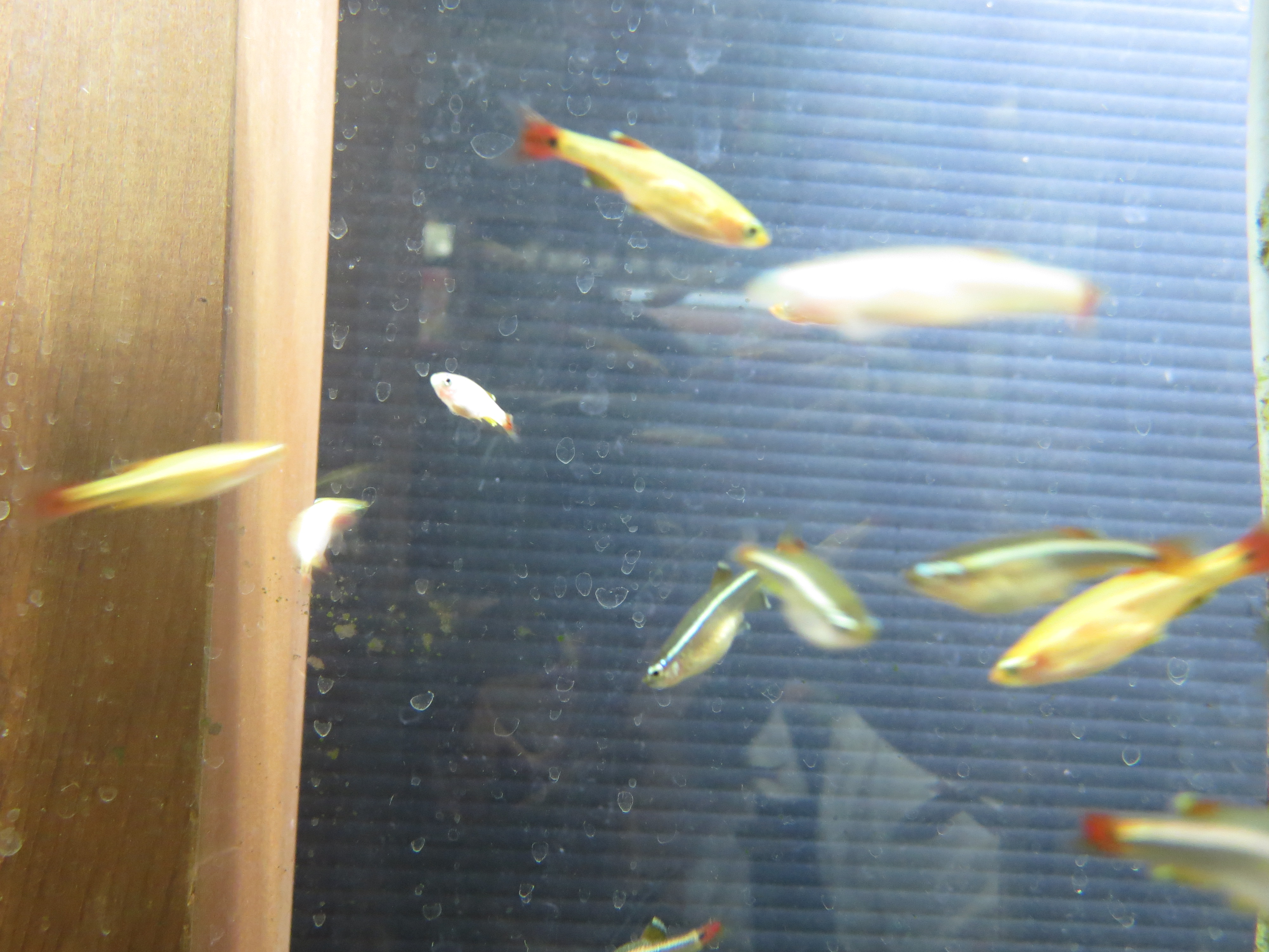 ゴールデンアカヒレ