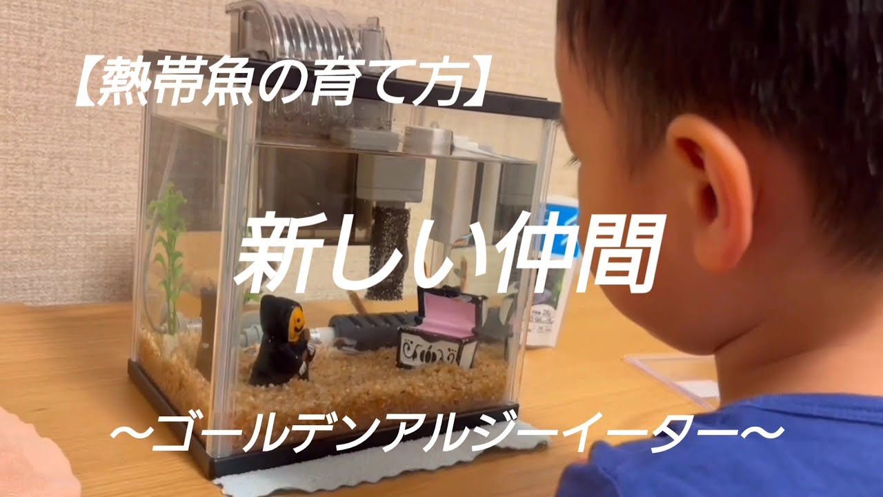 ゴールデンアルジーイーター