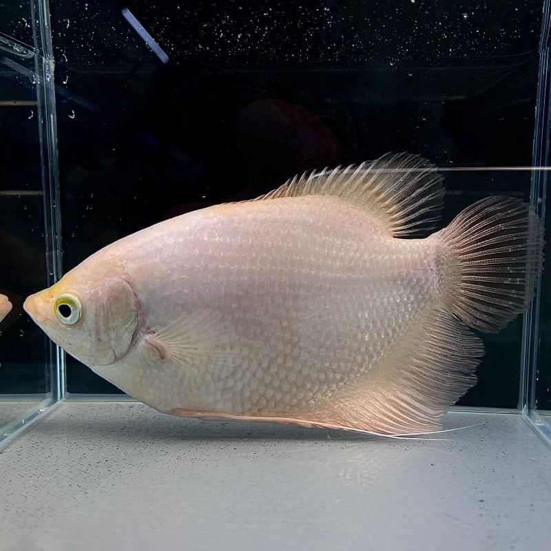 ゴールデングラミー