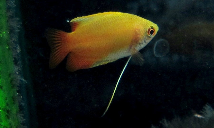 ゴールデンハニードワーフグラミー