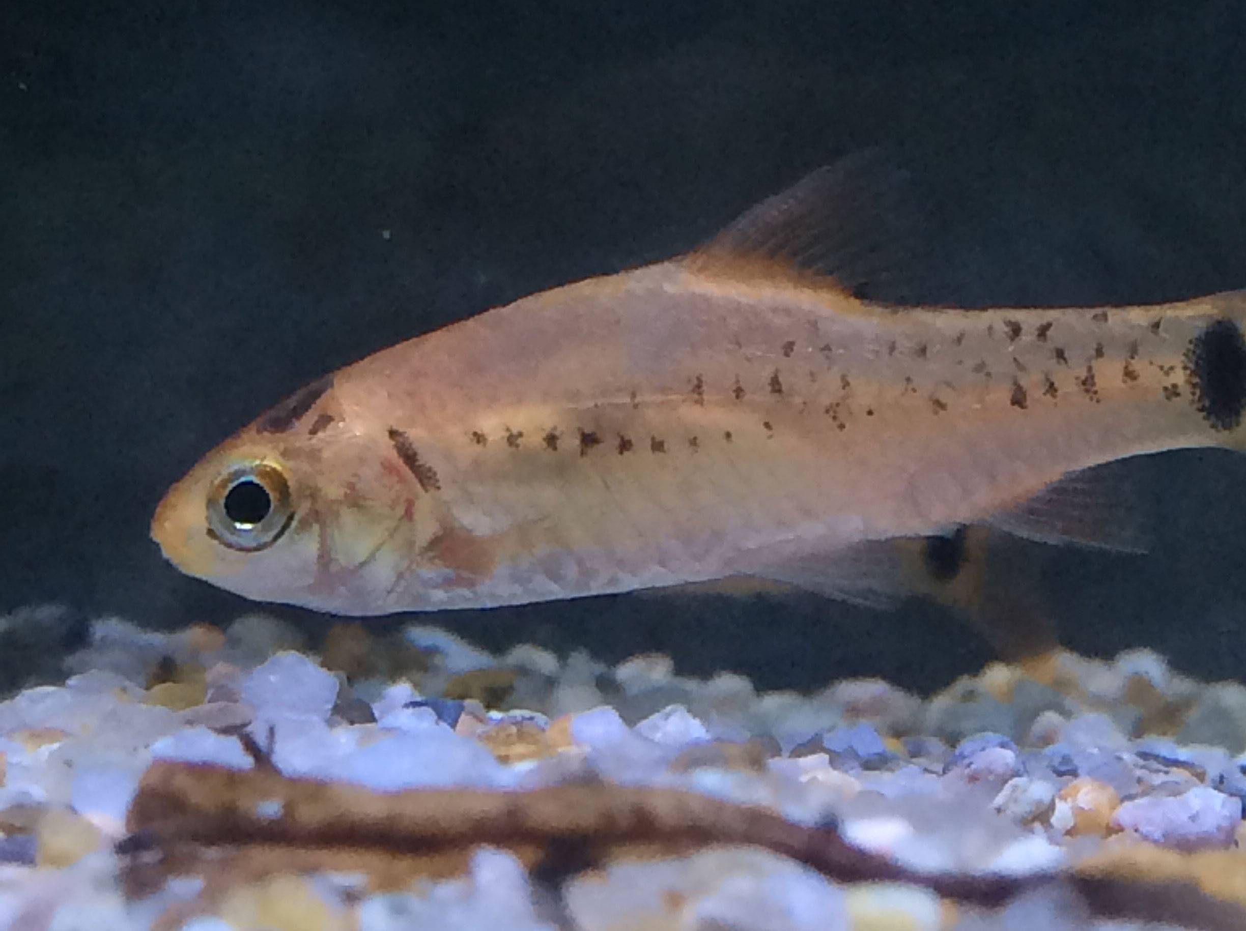 ゴールデンバルブ