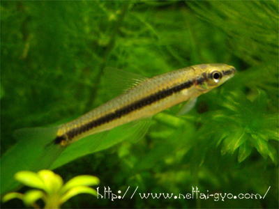 サイアミーズフライングフォックス