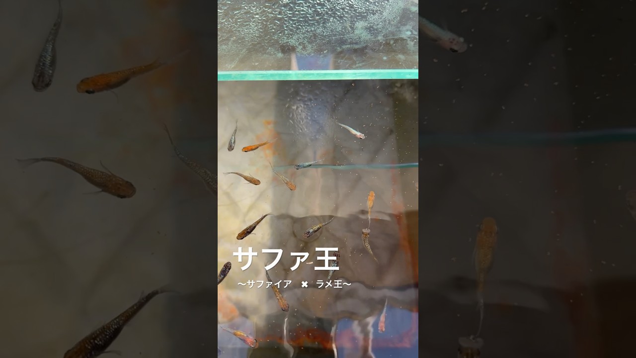 サファ王メダカ(サファイア×ラメ王)