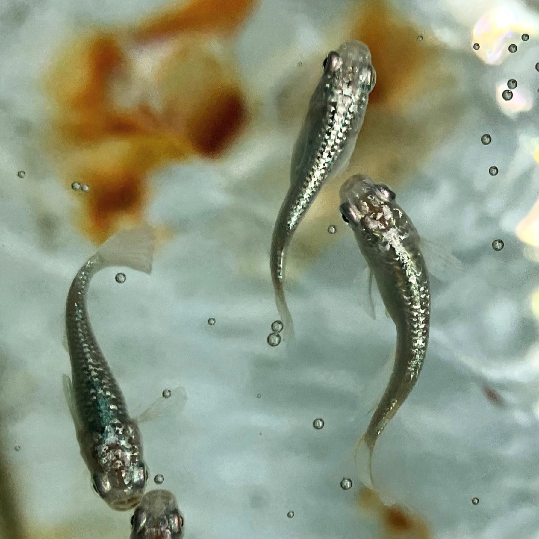 サボテンメダカ