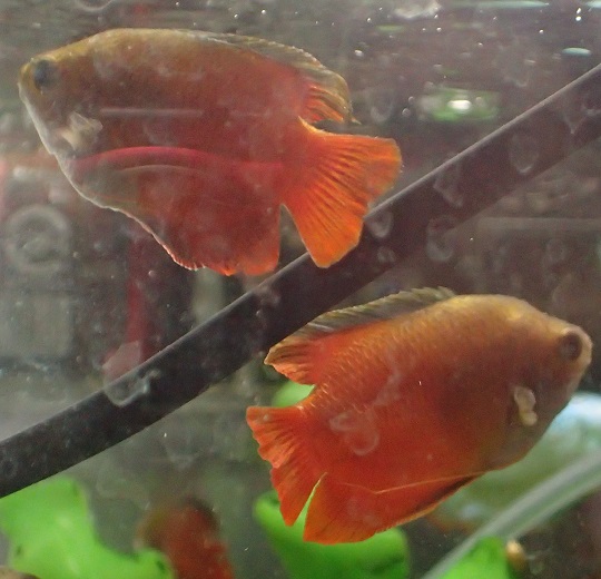 サンセットドワーフグラミー