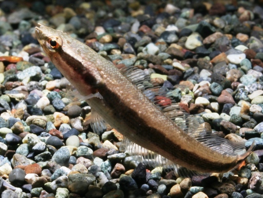 シェブロンスネークヘッド