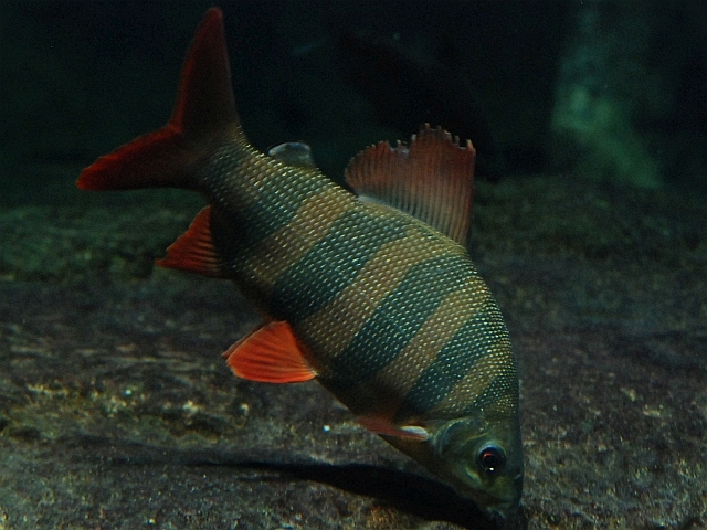 ショートノーズクラウンテトラ